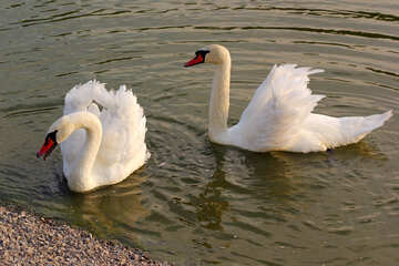 White swans №34156