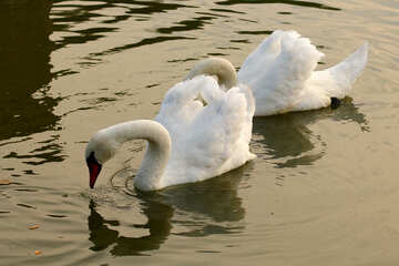 White swans close №34045