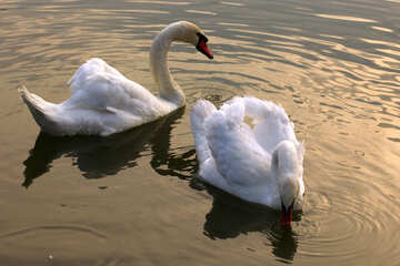 Cisnes blancos en el lago №34043