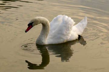 White swans №34047