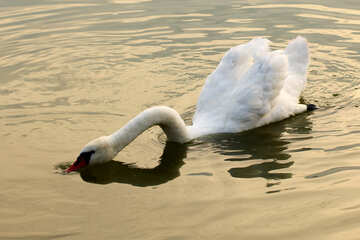 Cabeza de cisne blanco en el agua №34037