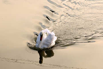 Swan floats №34171