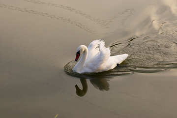 Swan white №34169