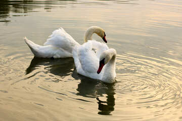 Deux White Swan №34040
