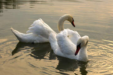 White Swan №34041
