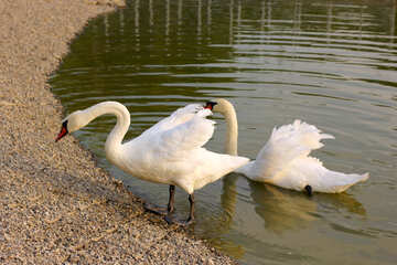 Cisne blanco №34124