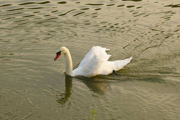 White Swan №34158