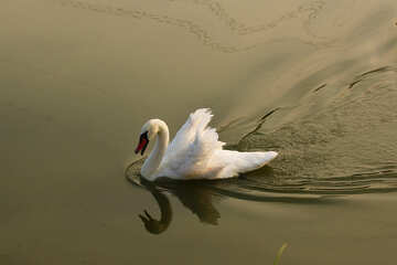 White Swan №34167