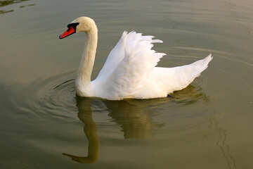Cisne blanco en el agua №34082