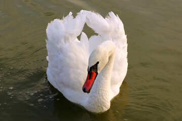 White Swan on water №34132