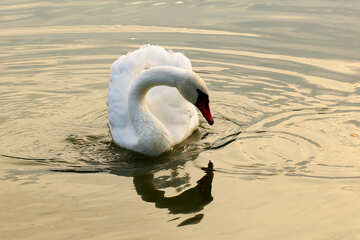Cisne branco olha para água №34038