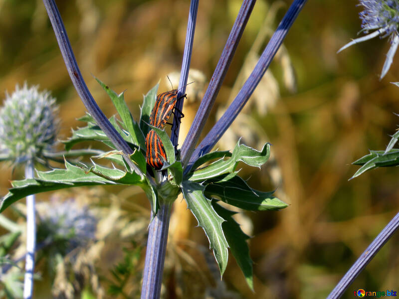 Beetles bugs №34374