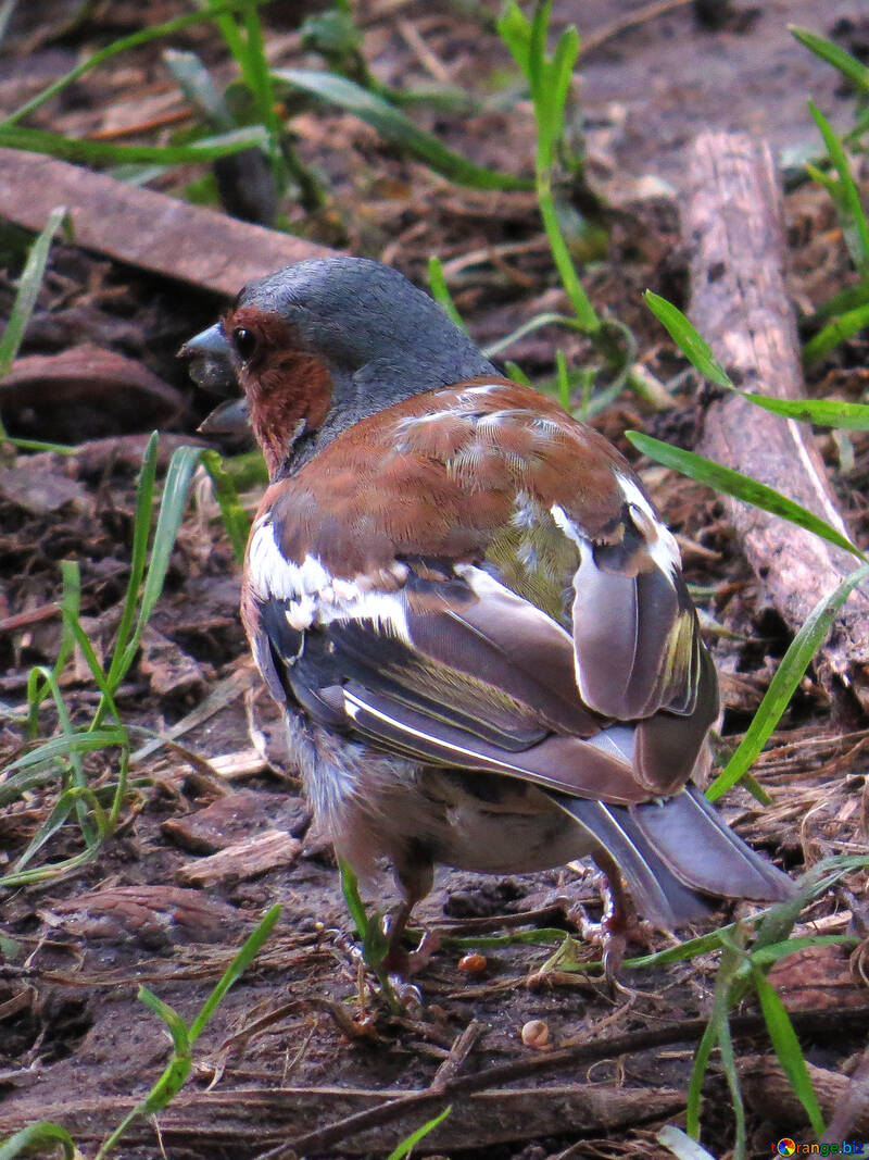 Bird chaffinch №34590