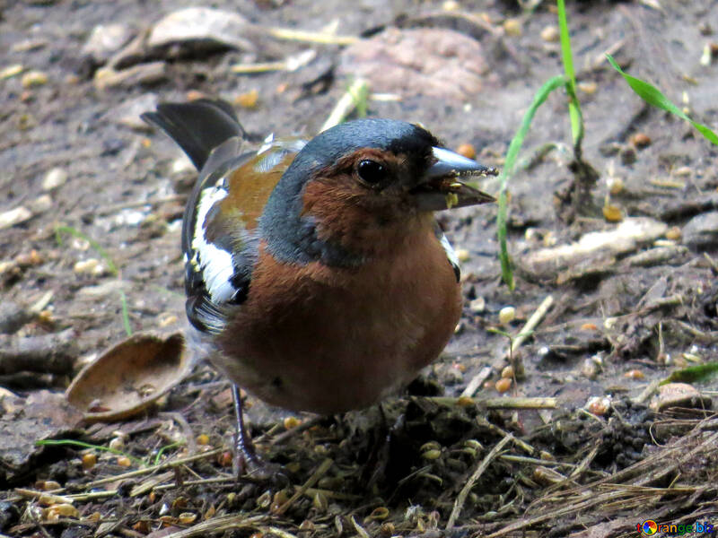 Bird chaffinch collects food №34600