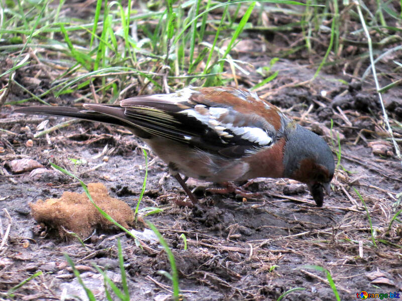 Chaffinch eats seed №34587