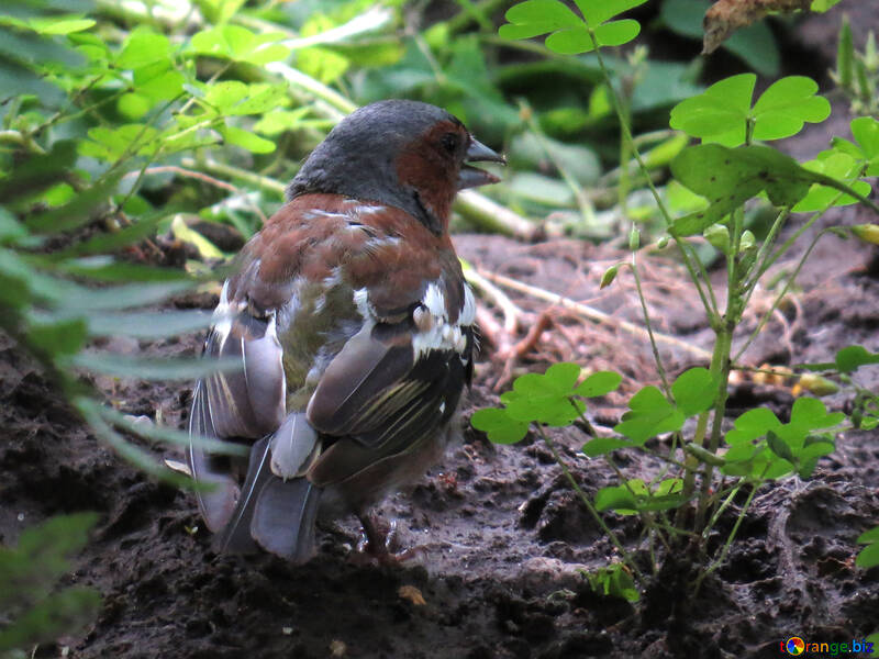Chaffinch in the grass №34578