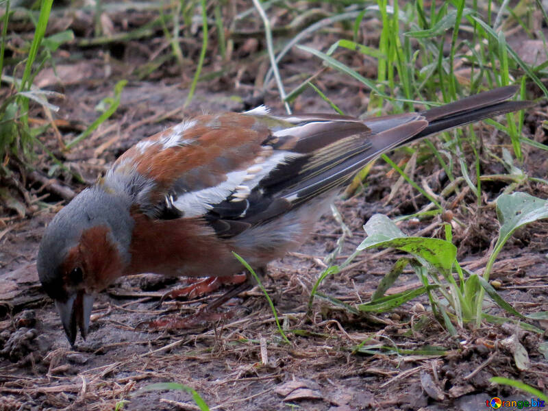 Chaffinch is looking for food №34588