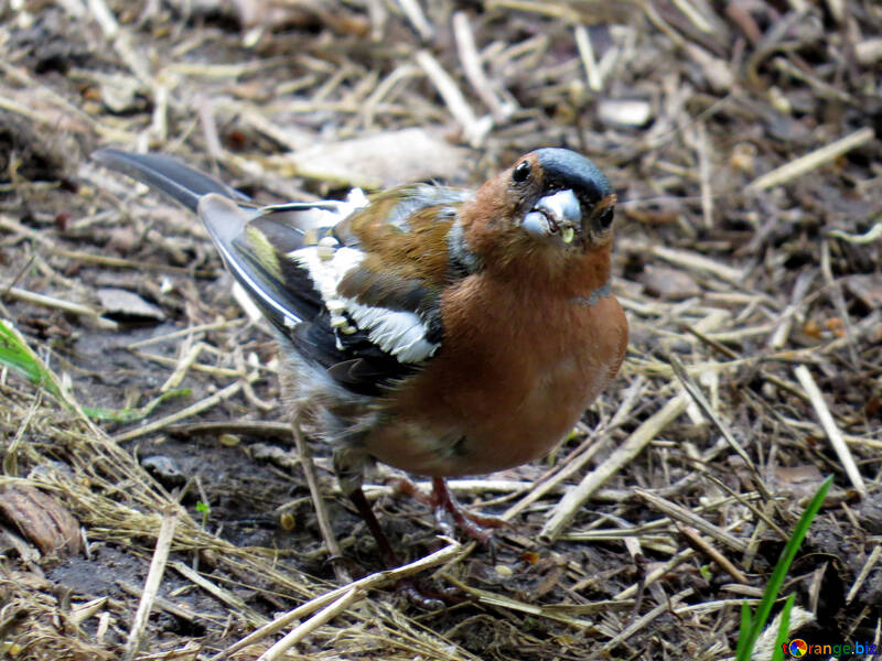 Chaffinch looks at the camera №34575