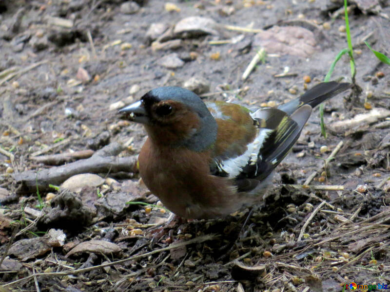 Fringuello uccello cerca cibo №34598