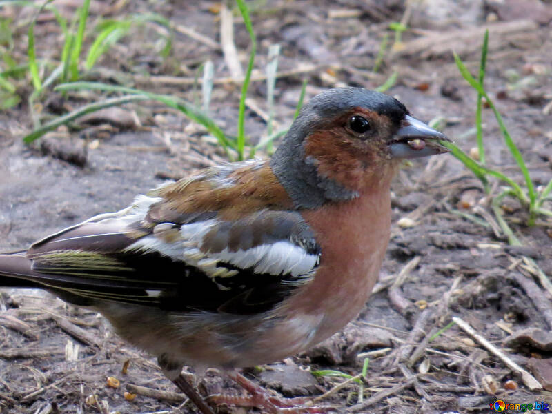 Large chaffinch №34577