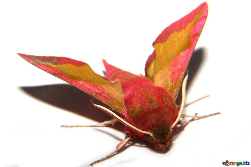 Grand papillon rouge №34304