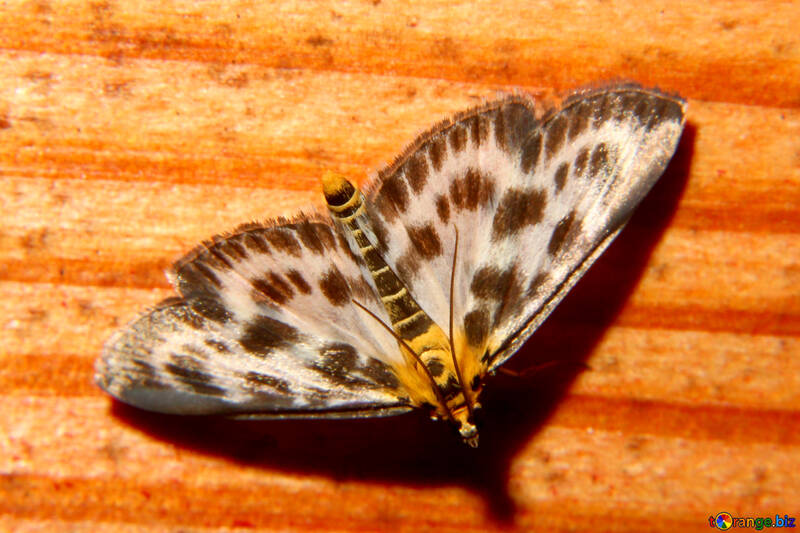 Colorful moth №34314