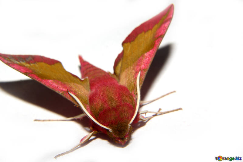 Great moth hyles №34301