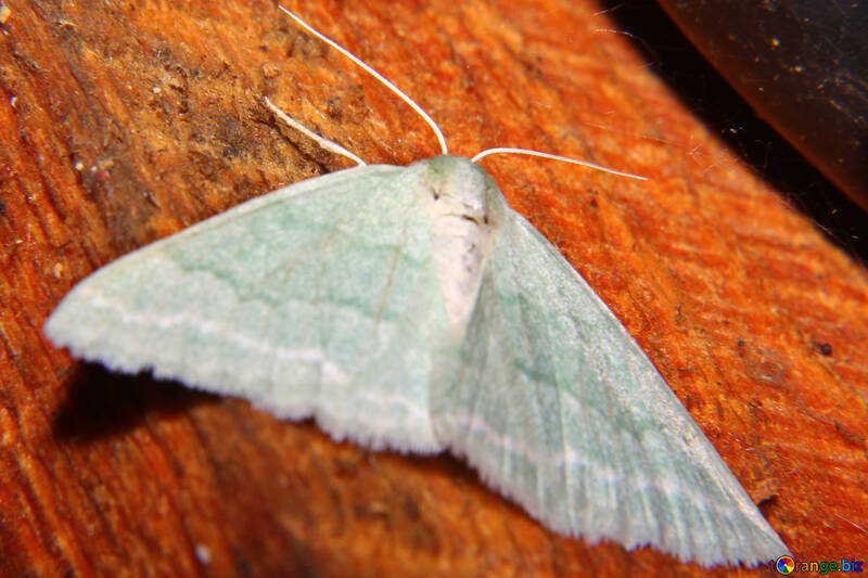 Grey moth №34318