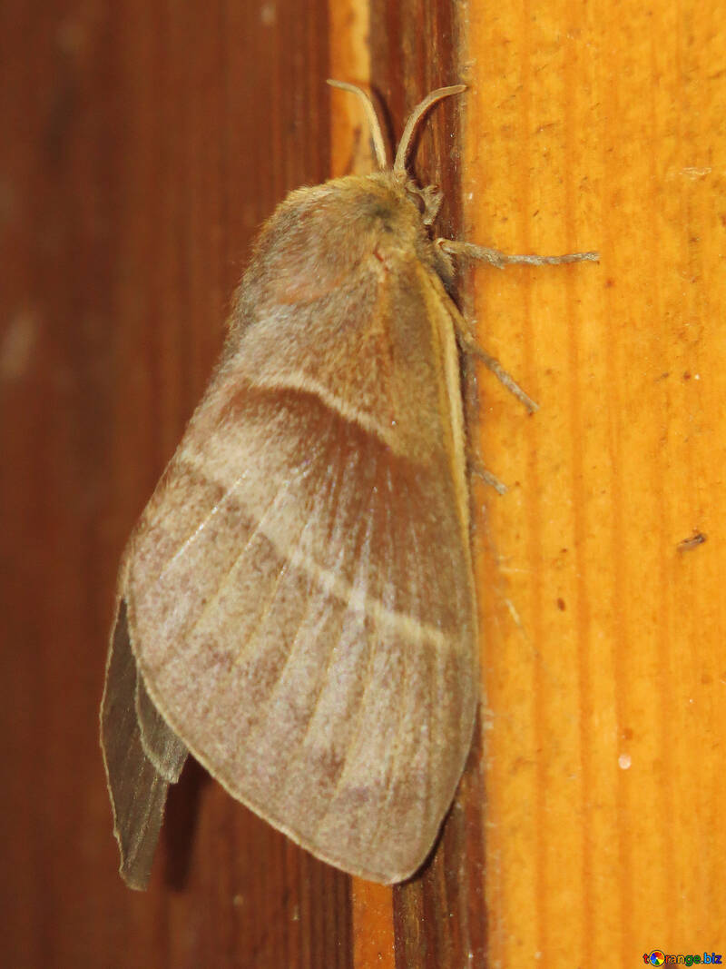 Butterfly moth №34298