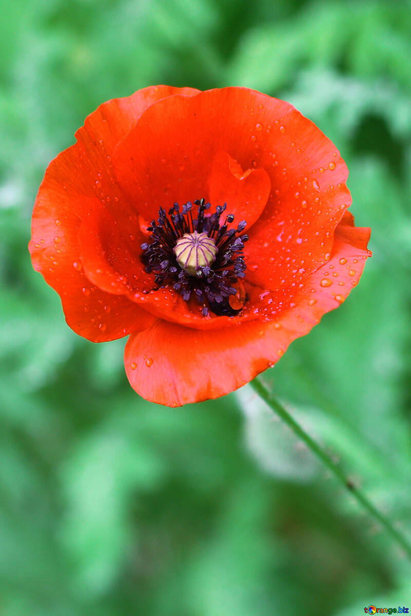 Poppy flower №34264