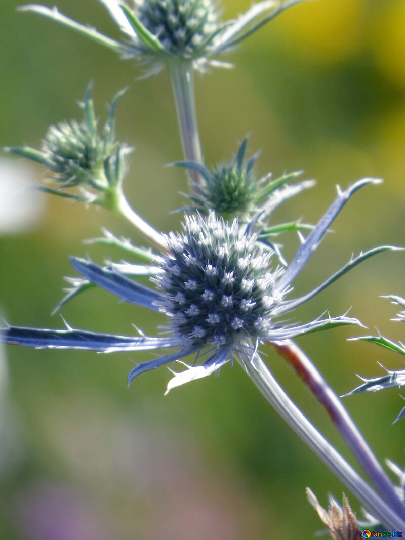 Pré de fleurs épineuses bleu №34403