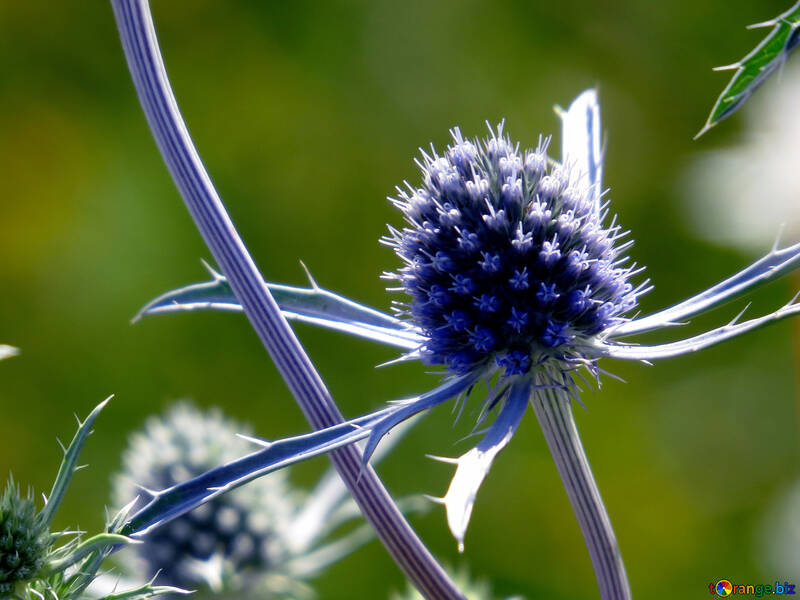 Blue spiny flower field №34405