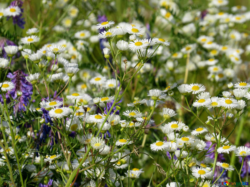 Fleurs dans la Prairie №34367