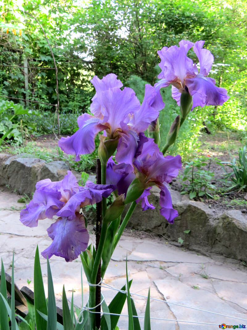 Квіти вздовж доріжок в саду №34756