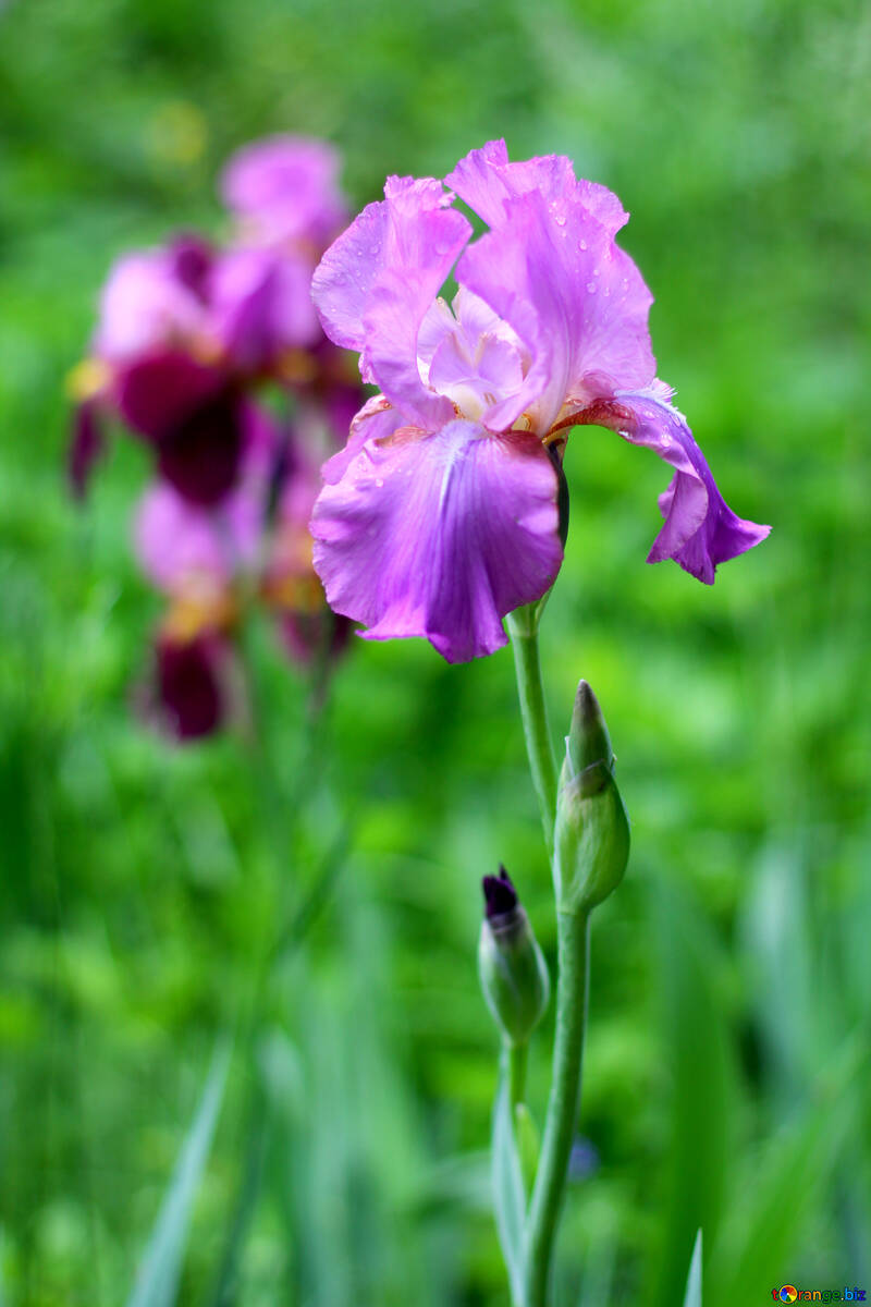 Flowers iris №34777