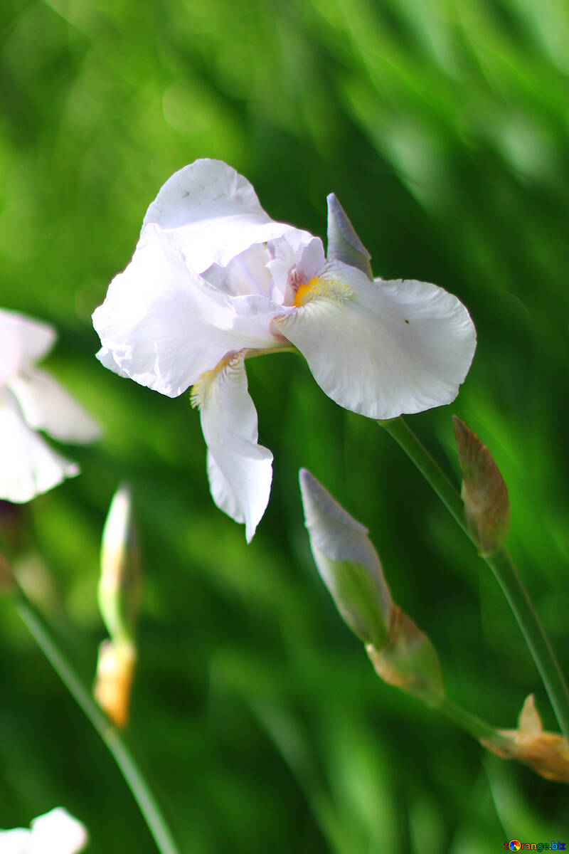 Weiße Blumen iris №34790