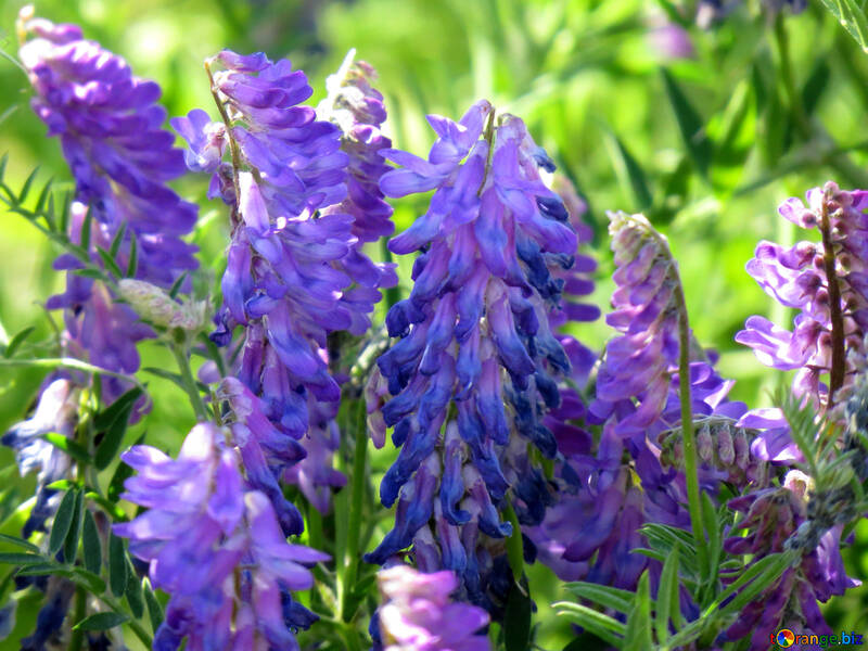Feld Creeper blaue Blume №34407