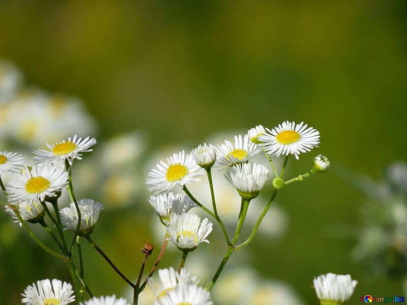 Красива картинка з білими польовим квітами №34378