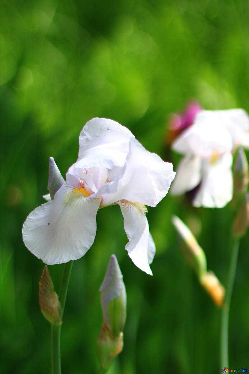 Iris blanco №34789