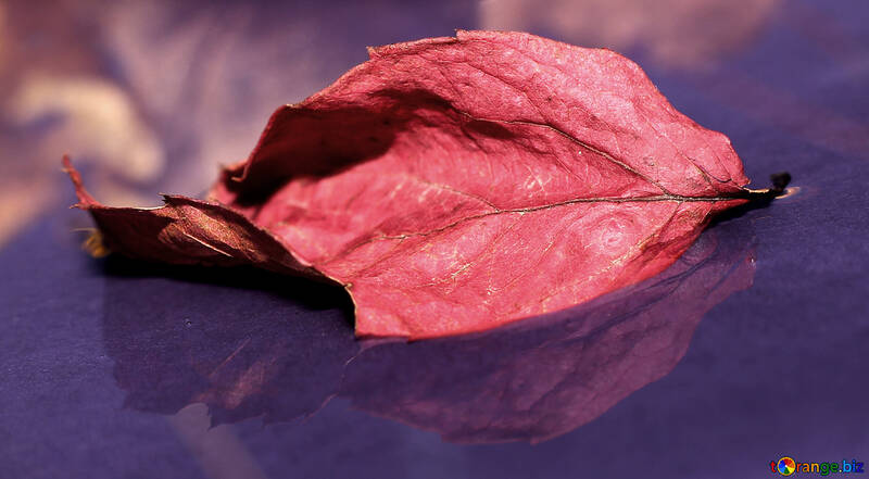 Red autumn leaf №34683