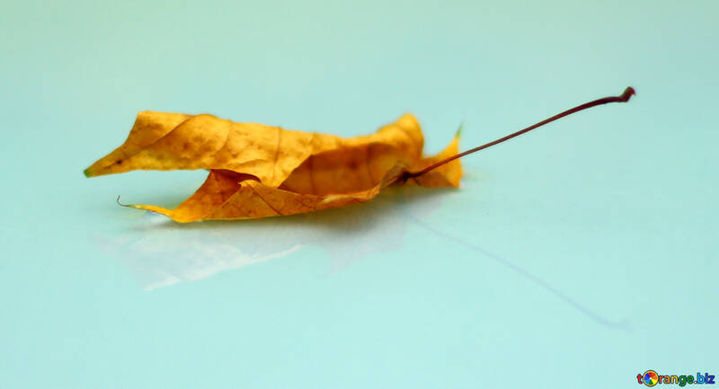 Autumn leaf №34733