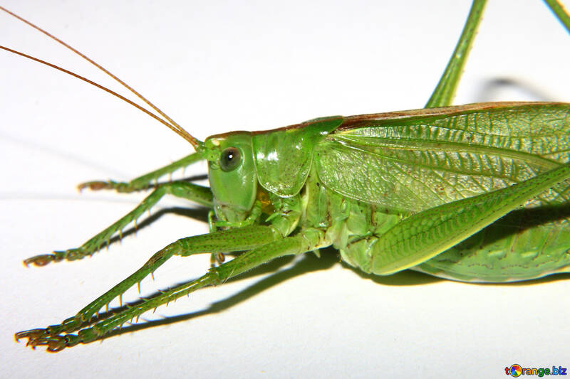 Big Grasshopper on white background №34023