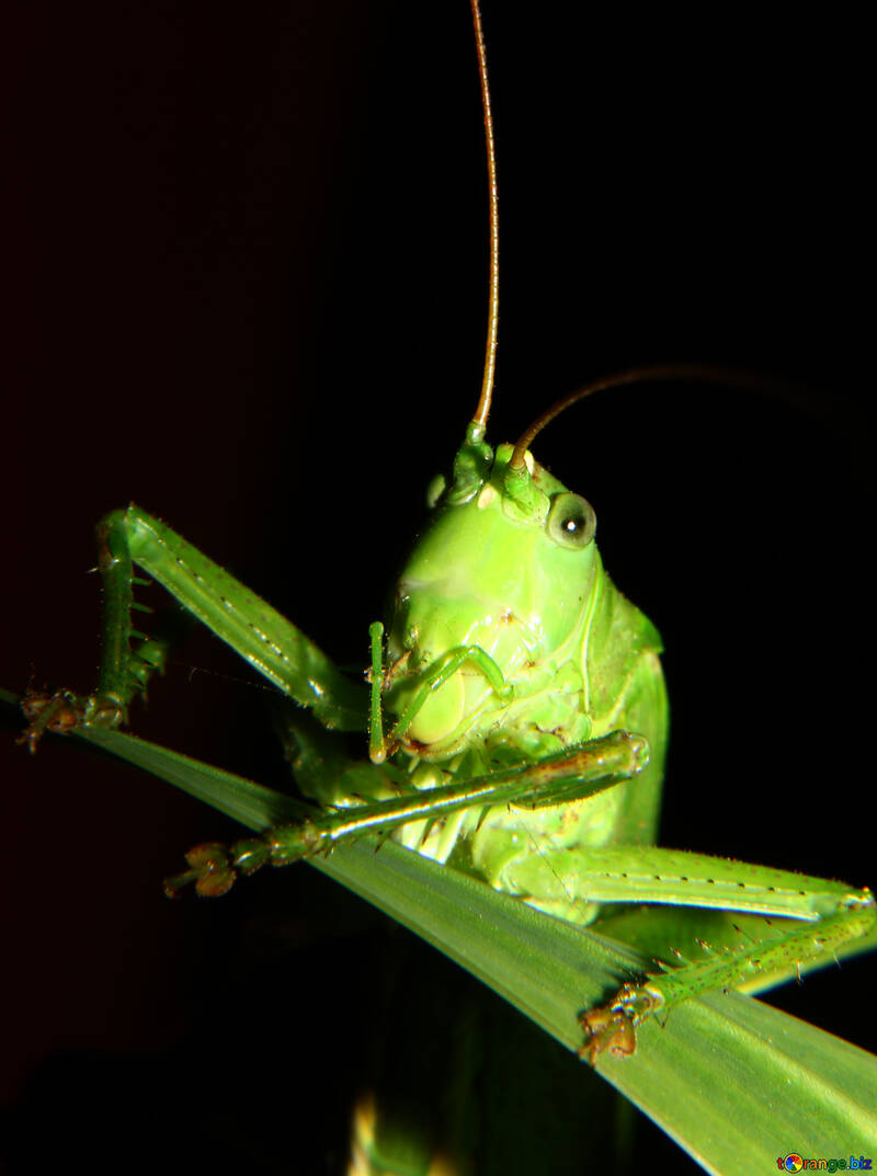 Grasshopper №34006