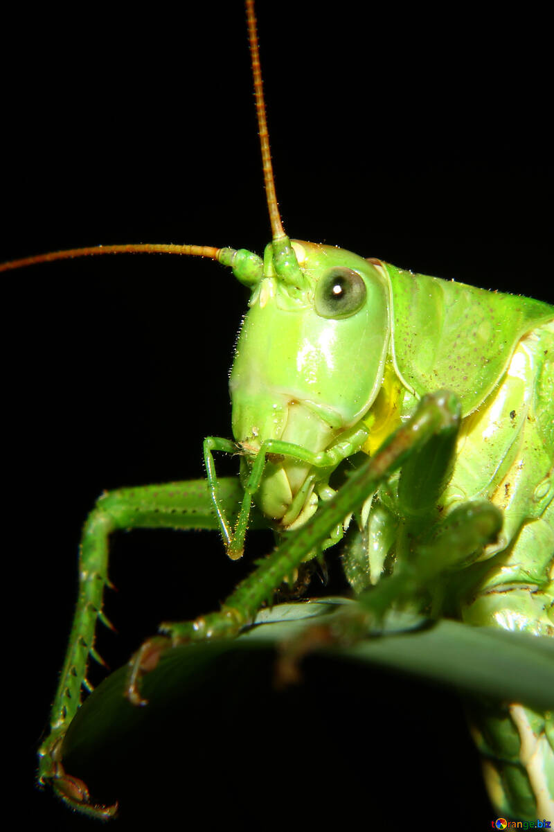 Grasshopper macro №34016