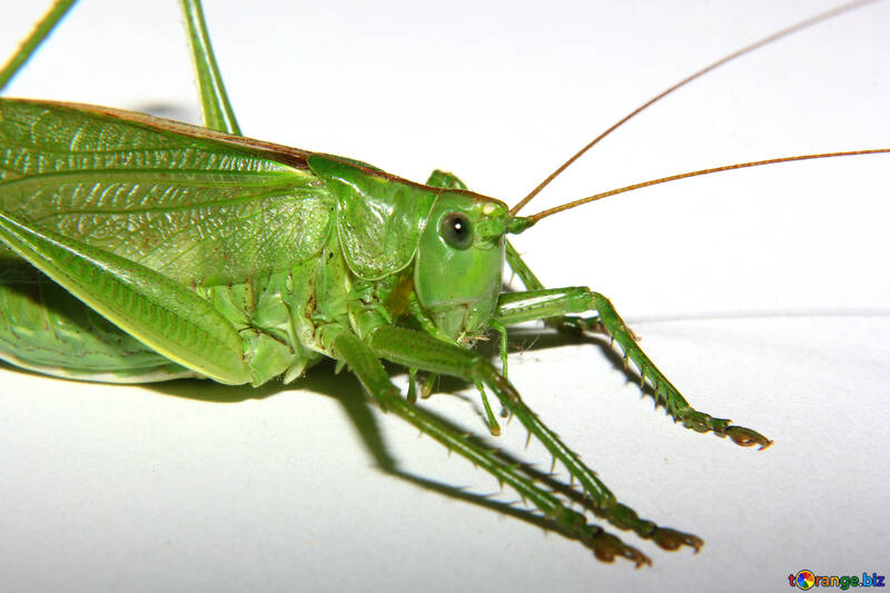 Grasshopper №34021