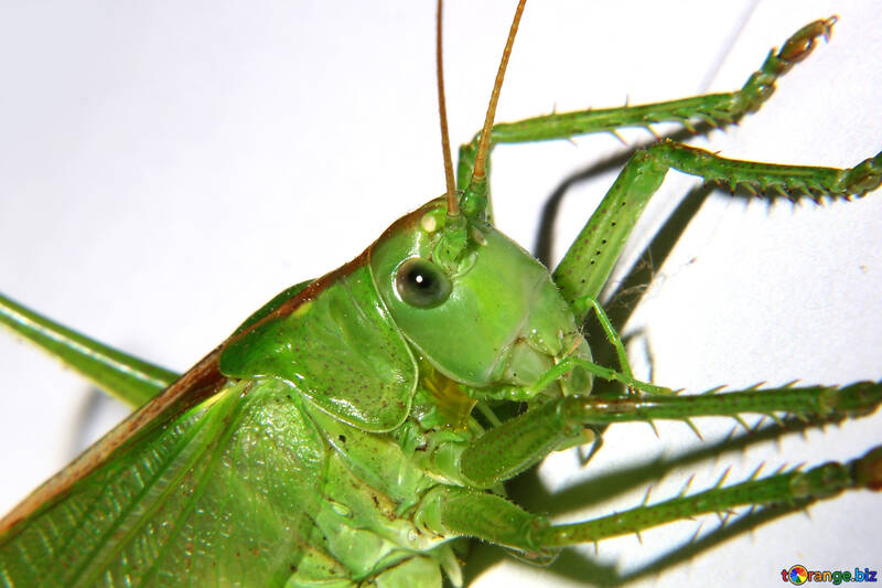 Grasshopper №34022