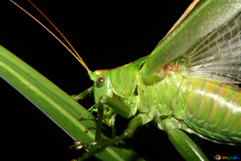 Grasshopper coarsely on black background №34003