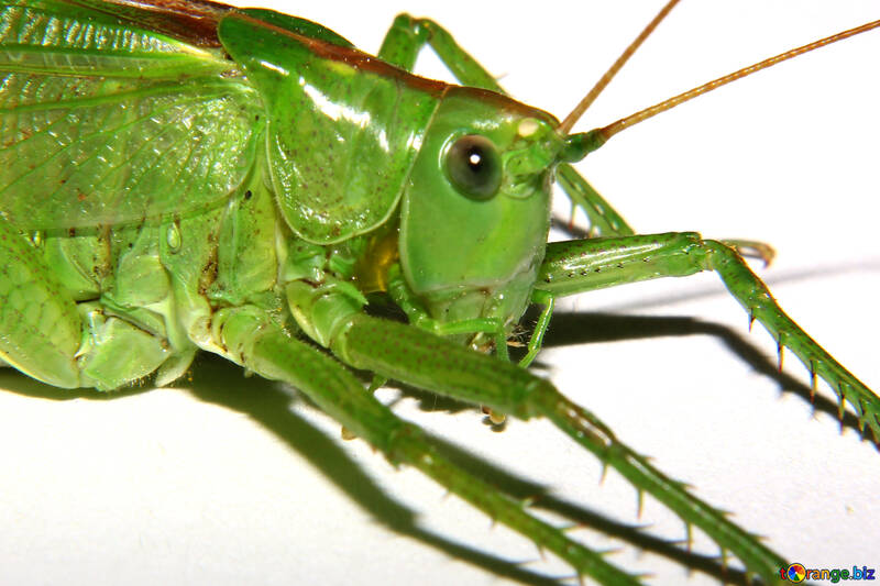 Green grasshopper №34024