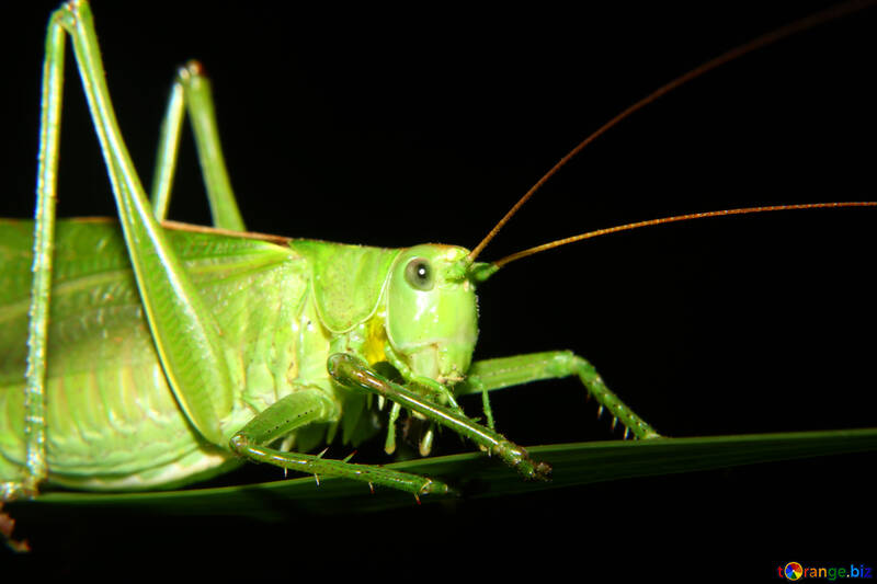 Large grasshopper №34020