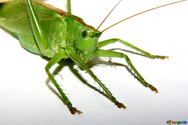 Large grasshopper №34026